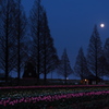 Tulips ＆ Supermoon