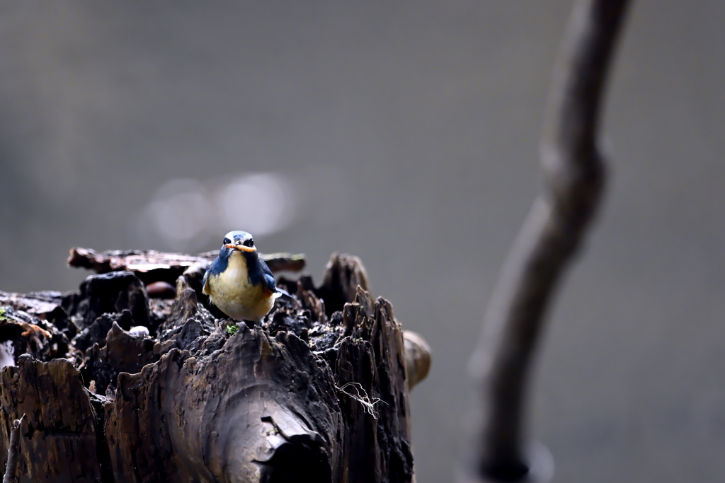 蔵出し／ルリビタキ