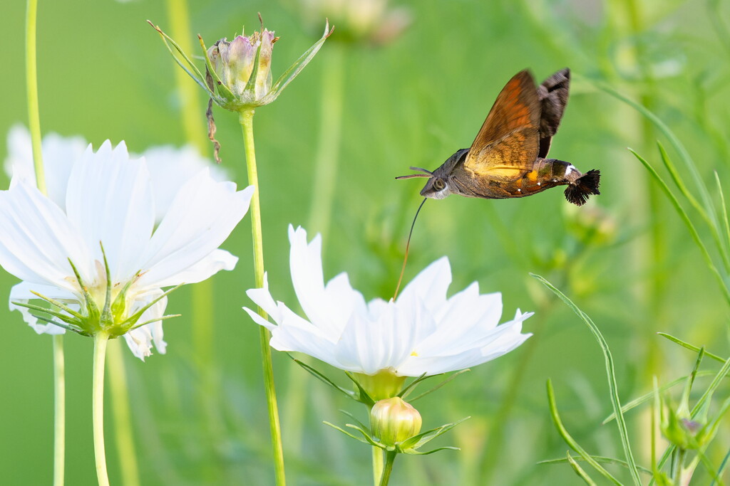 Macroglossum on white cosmos