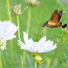 Macroglossum on white cosmos