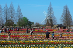 あけぼの山公園のチューリップ