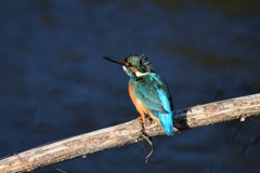 小川のカワちゃん