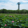 古代蓮の里