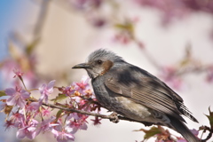 鵯と寒桜