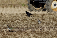 秋起こしにタゲリさん