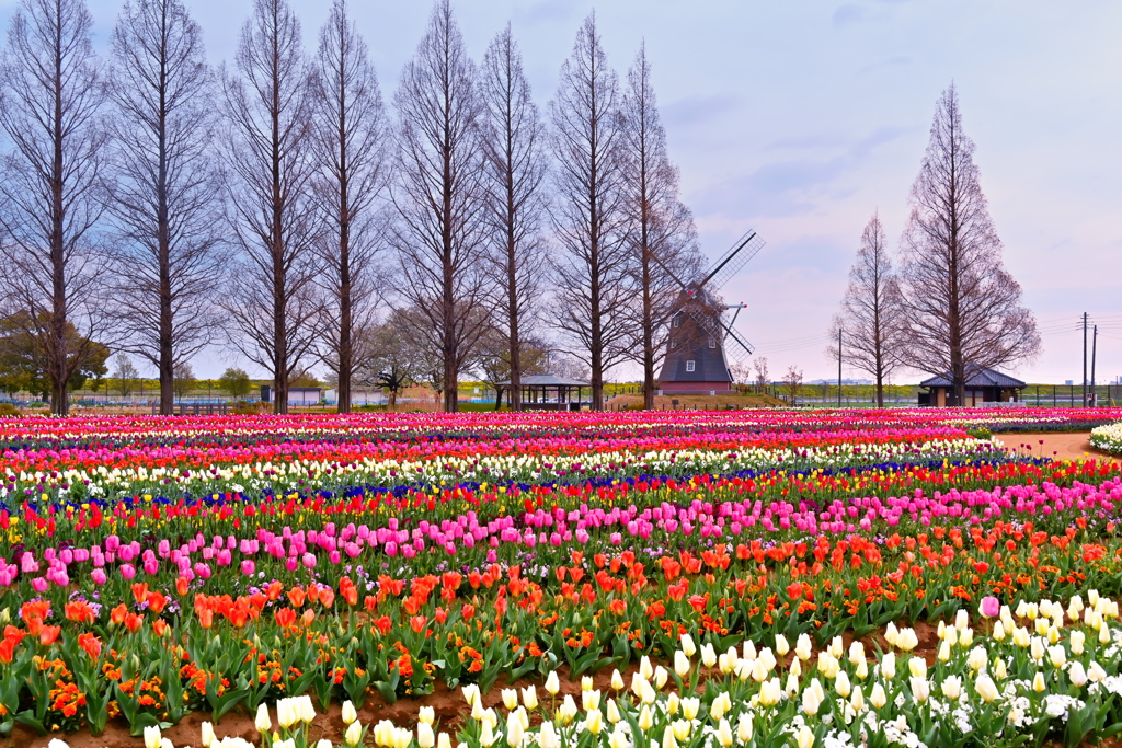 早朝のお花畑