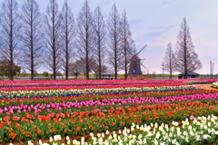 早朝のお花畑