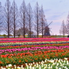 早朝のお花畑