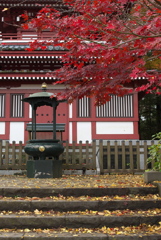 本土寺の紅葉　（ニ）