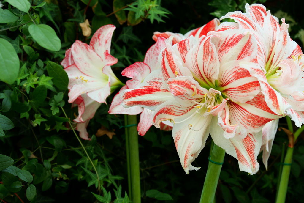 World Flowers in Flower Dome（５）