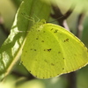 初冬の昆虫達 キタキチョウ