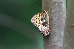 サトキマダラヒカゲ