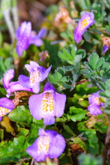 紫鷺苔