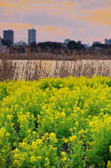 菜の花畑と夕刻の手賀沼