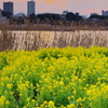 菜の花畑と夕刻の手賀沼