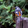いつもの公園（１）
