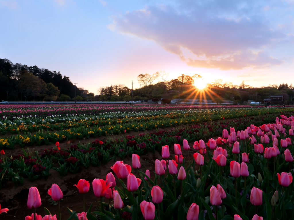 花畑の落陽