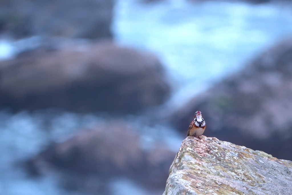 ホウアカ