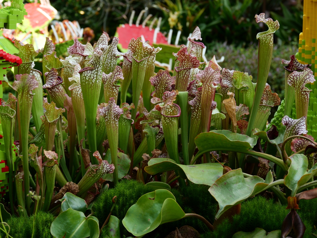 World Flowers in Flower Dome（9）