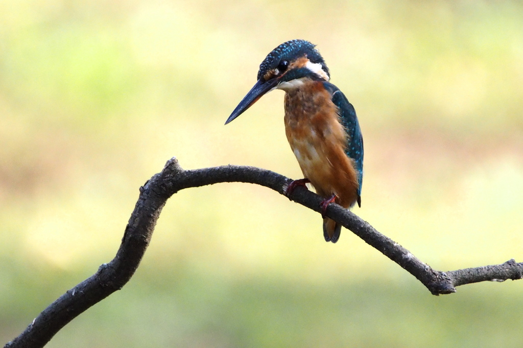 The kingfisher is looking for prey...1