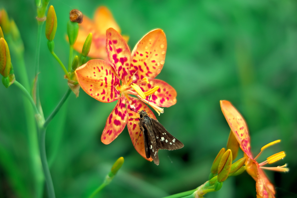 Leopard flower