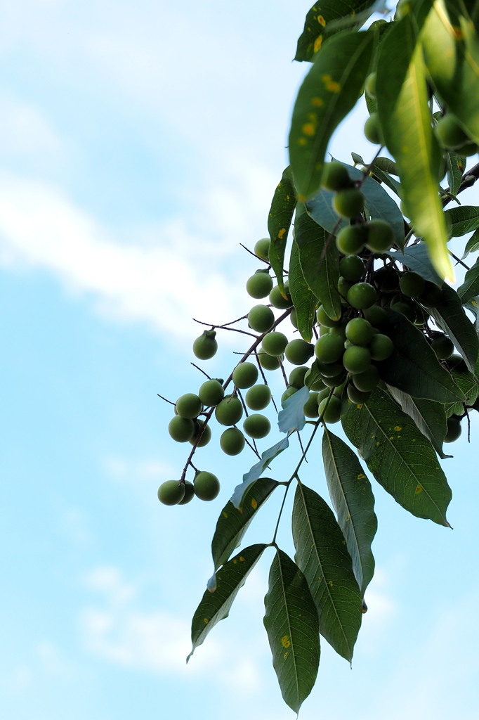 Soap Nut Tree