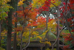 本土寺の紅葉　（ロ）