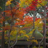 本土寺の紅葉　（ロ）