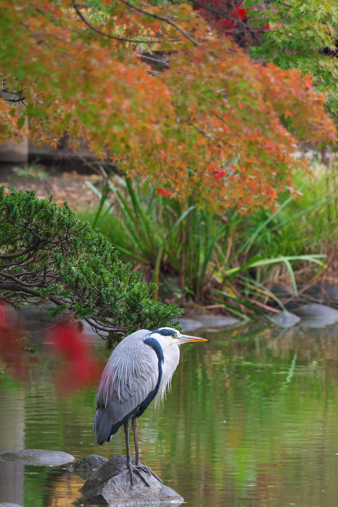 日比谷公園の秋（２）