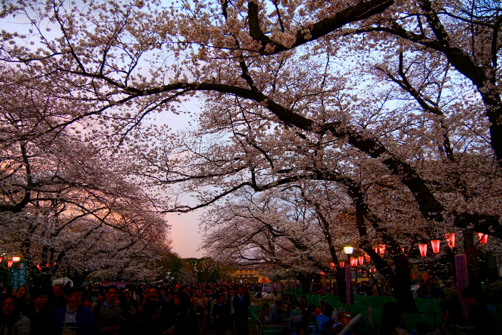 上野の桜