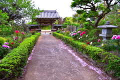 牡丹の参道