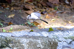 仲間に入れてェ~(^。^)y-.。o○