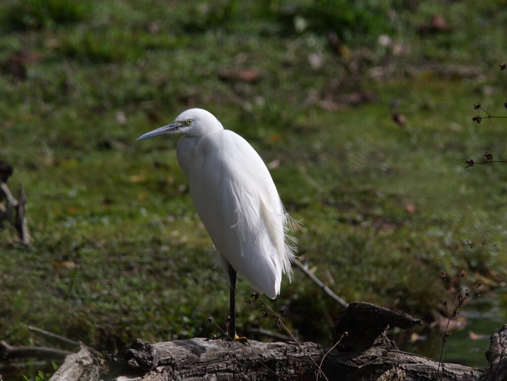 Camera test with a white heron（1）