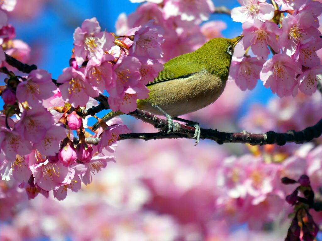 メジロとカワヅザクラ