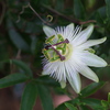 Passion flower