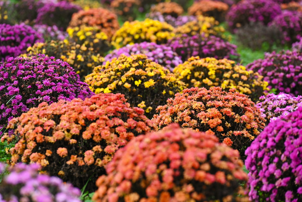 マルチフローラマムの花畑