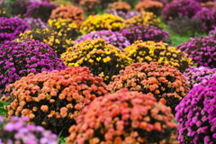 マルチフローラマムの花畑