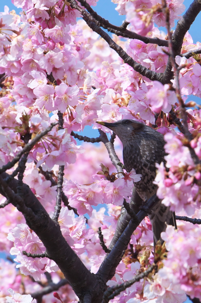 桜三月散歩道