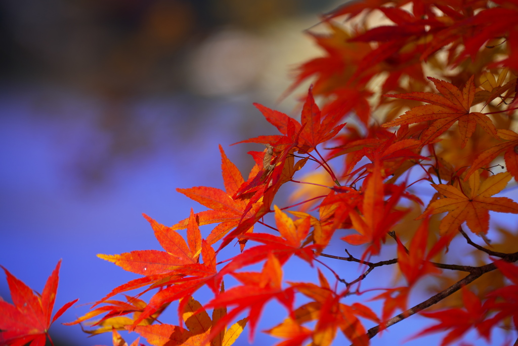 久慈押川のもみじ