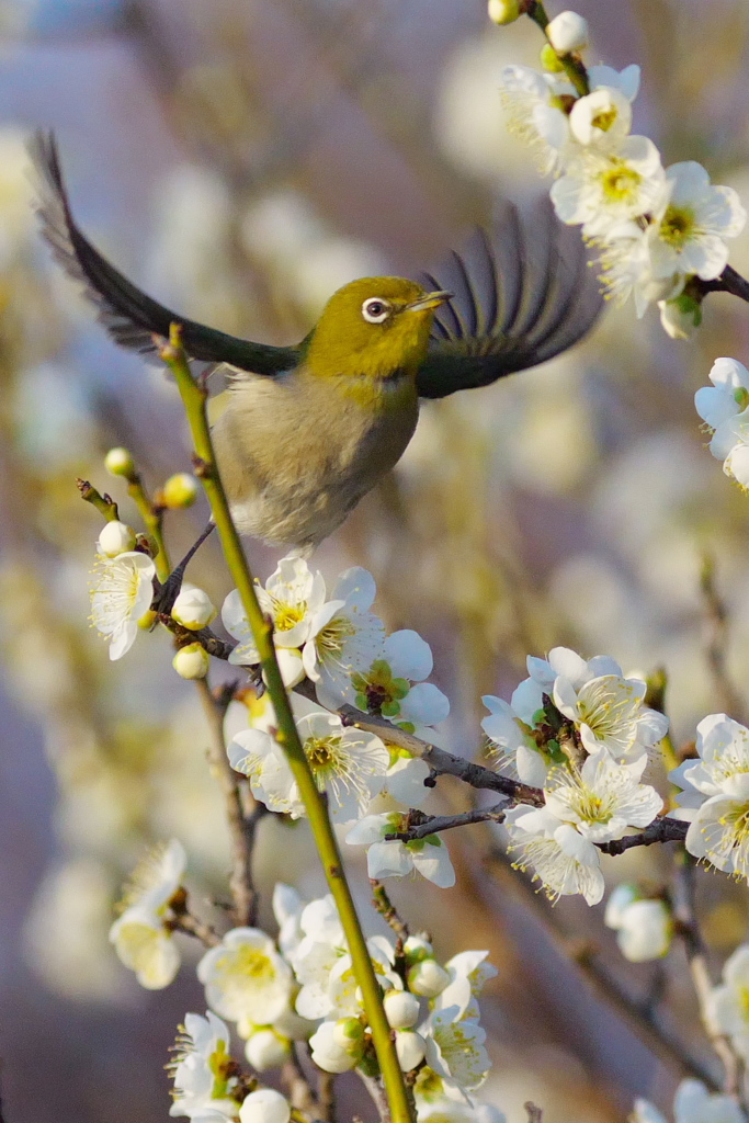 夕刻のウメジロー