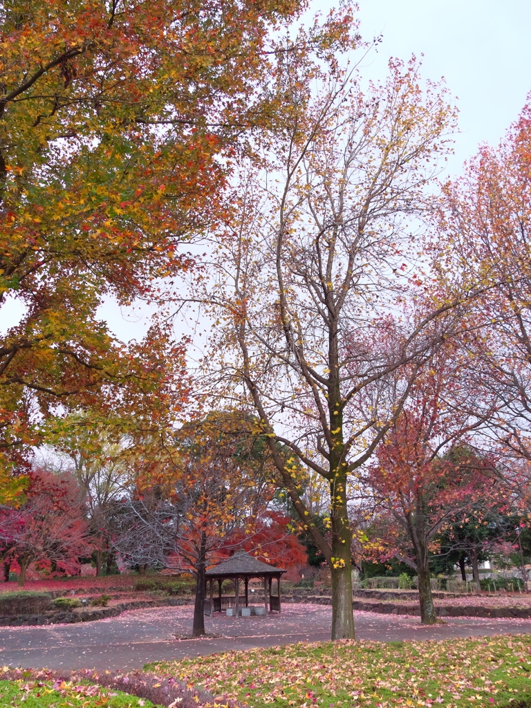 Beautiful and lonely autumn scenery