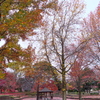 Beautiful and lonely autumn scenery
