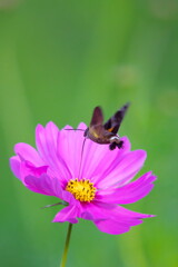 Macroglossum on pink cosmos flowers