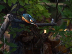 いつもの公園いつものカワ嬢