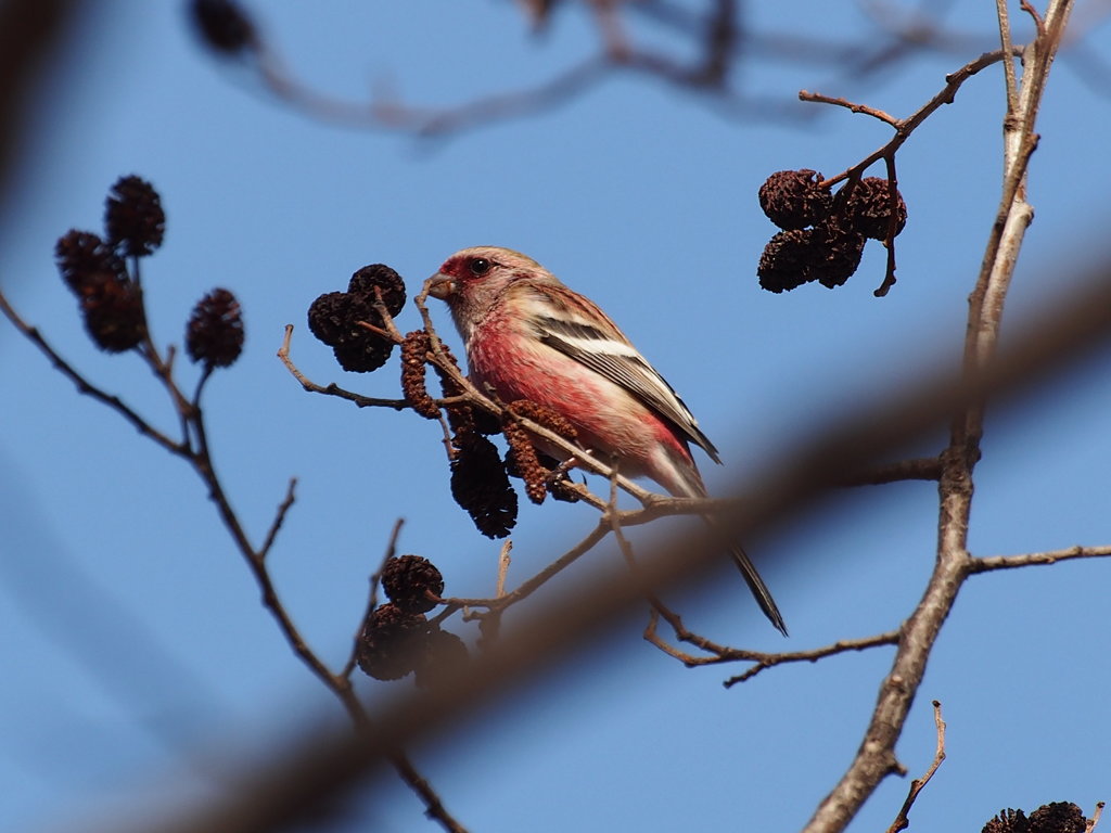 紅猿子くんめっけ！！