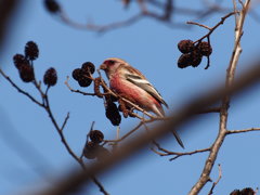 紅猿子くんめっけ！！
