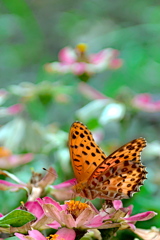 日比谷公園のツマ君