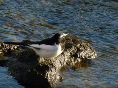 セグロセキレイ