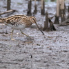 水辺の鳥のサンクチュアリ