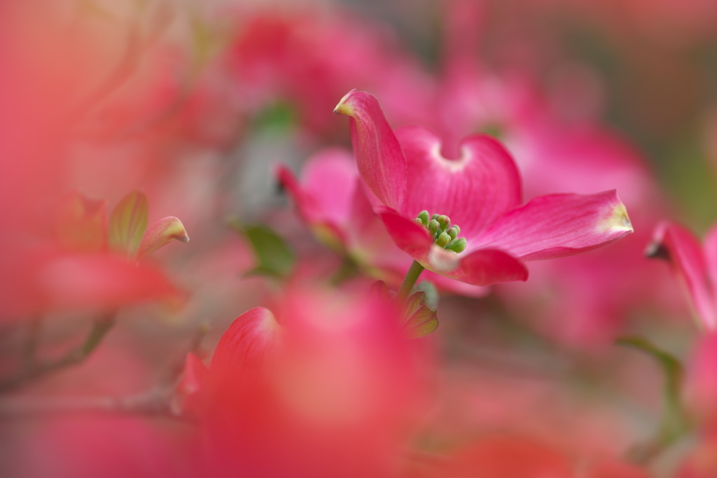 花水木